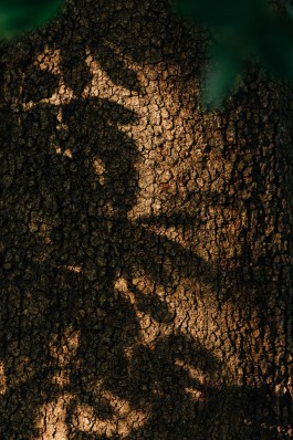 Adam Gibson — Photographer