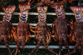 Adam Gibson — Photographer