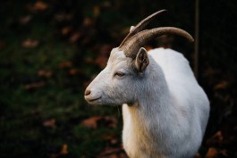 Adam Gibson — Photographer