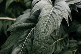 Adam Gibson — Photographer