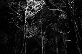 Adam Gibson — Photographer