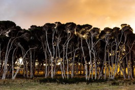 Adam Gibson — Photographer