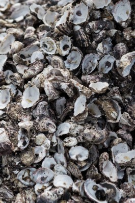 Adam Gibson — Photographer