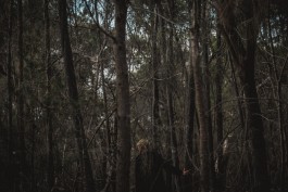 Adam Gibson — Photographer