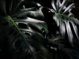 Adam Gibson — Photographer