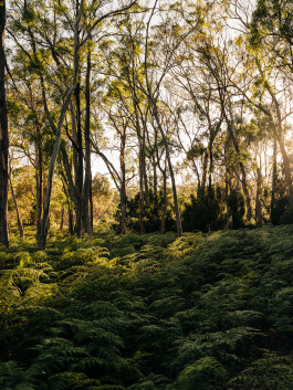 Adam Gibson — Photographer