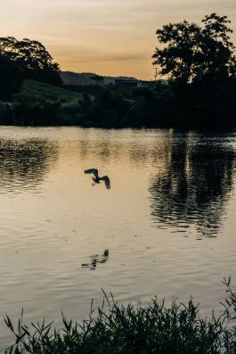 Adam Gibson — Photographer