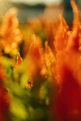 Adam Gibson — Photographer