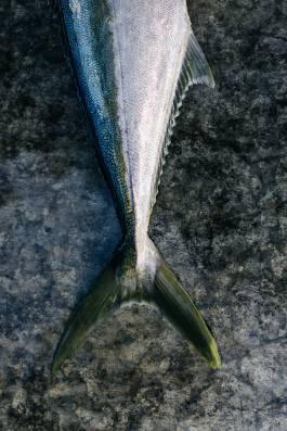 Adam Gibson — Photographer